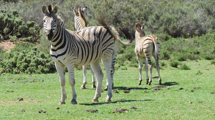 Commercial Property for Sale in Worcester Rural Western Cape